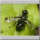 Rivellia syngenesiae - Fliege 01a 5mm.jpg